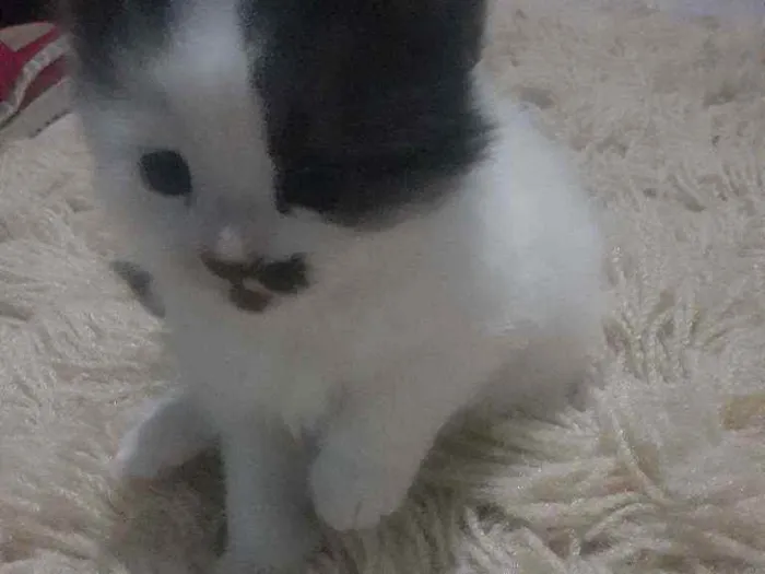 Gato ra a SRD idade Abaixo de 2 meses nome Peludinho