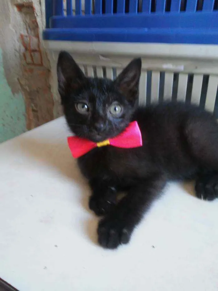 Gato ra a Comum idade 2 a 6 meses nome Daminha da noite