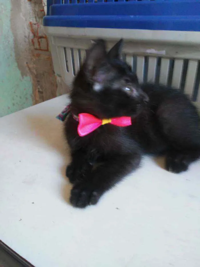 Gato ra a Comum idade 2 a 6 meses nome Daminha da noite