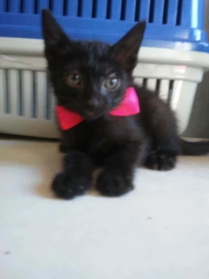 Gato ra a Comum idade 2 a 6 meses nome Daminha da noite