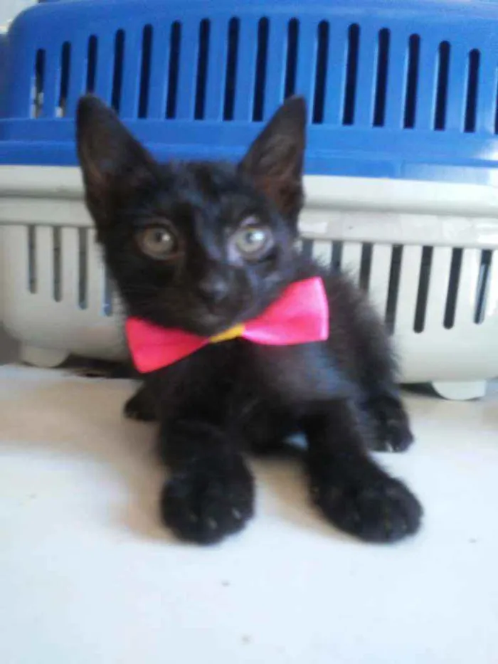 Gato ra a Comum idade 2 a 6 meses nome Daminha da noite