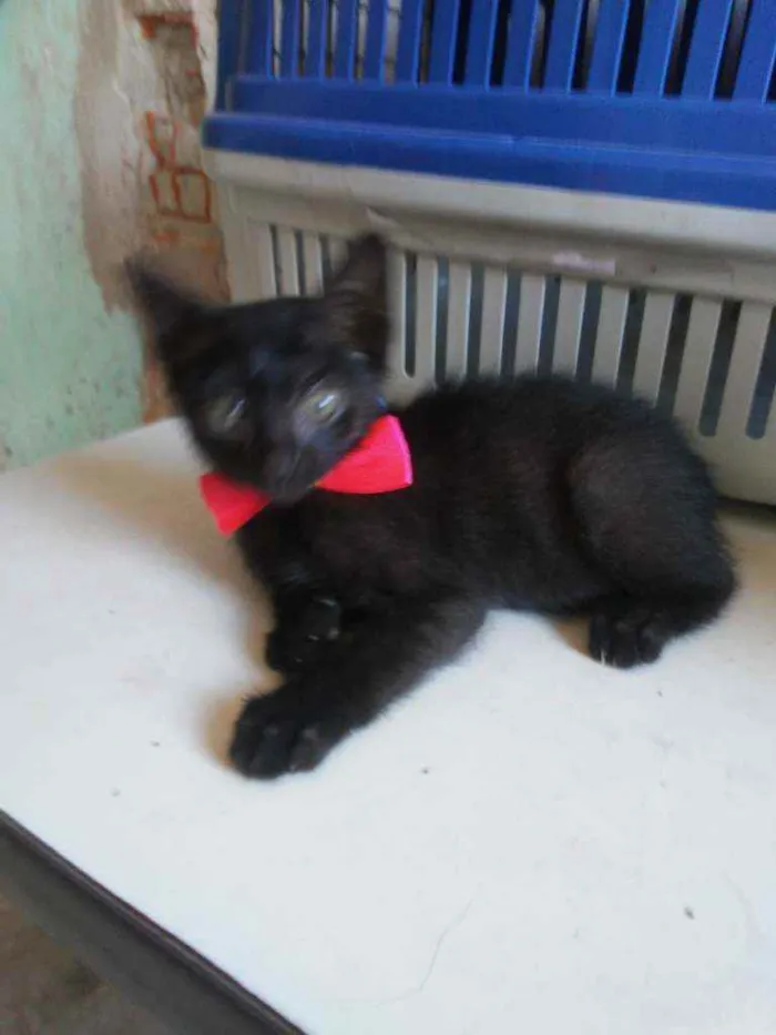 Gato ra a Comum idade 2 a 6 meses nome Daminha da noite