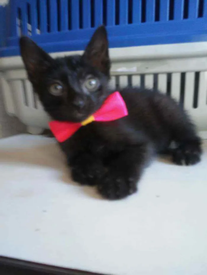 Gato ra a Comum idade 2 a 6 meses nome Daminha da noite