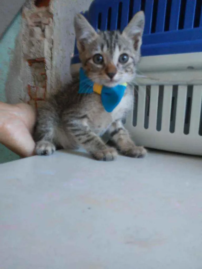 Gato ra a Comum tigresa idade 2 a 6 meses nome Kiron