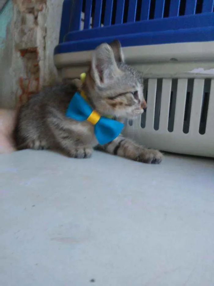 Gato ra a Comum tigresa idade 2 a 6 meses nome Kiron
