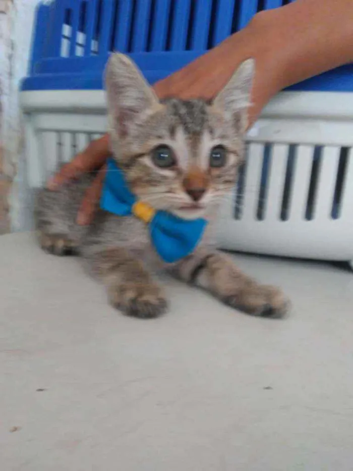 Gato ra a Comum tigresa idade 2 a 6 meses nome Kiron