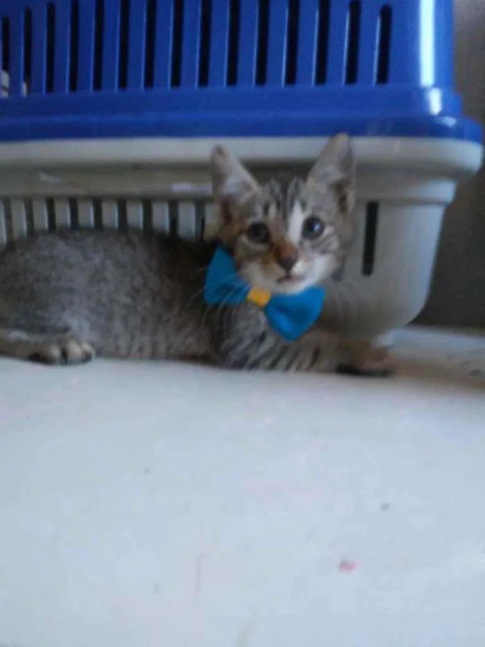 Gato ra a Comum tigresa idade 2 a 6 meses nome Kiron