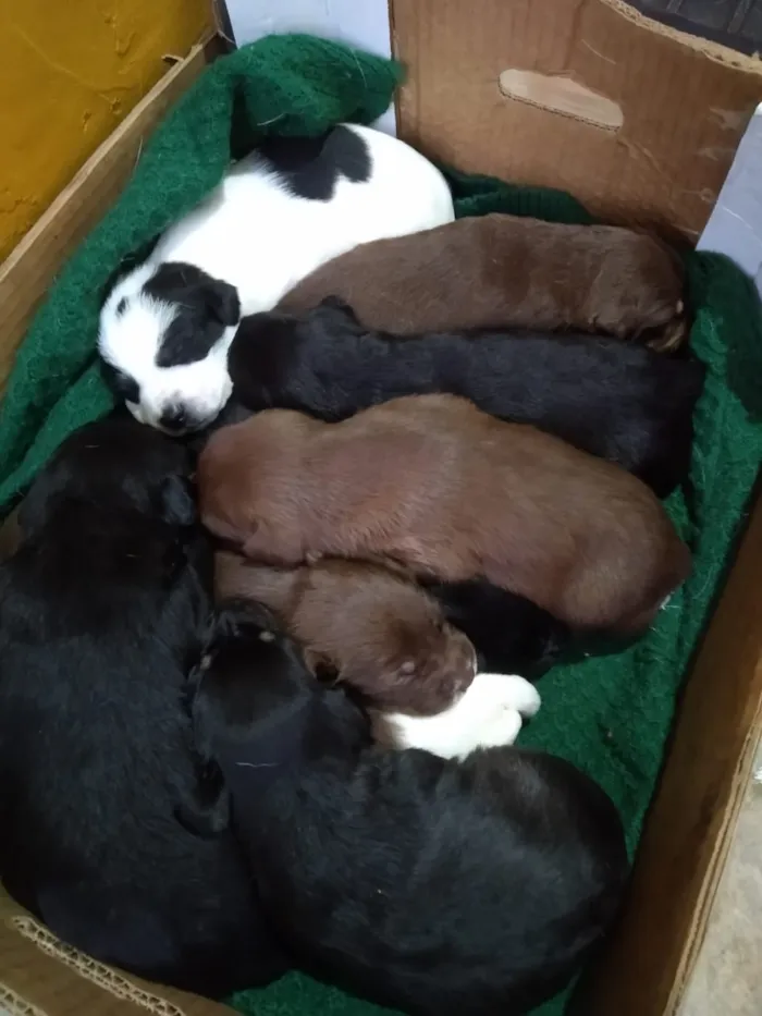 Cachorro ra a Desconhecido idade Abaixo de 2 meses nome Sem nome