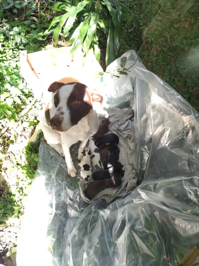 Cachorro ra a Desconhecido idade Abaixo de 2 meses nome Sem nome