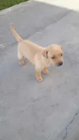 Caramela
