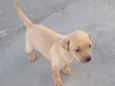 Caramela