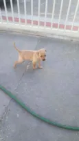 Caramela