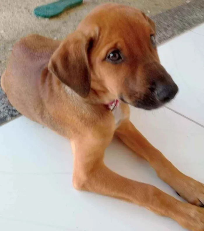 Cachorro raça Misturado com virá lata idade 2 a 6 meses nome Bela merley apolo