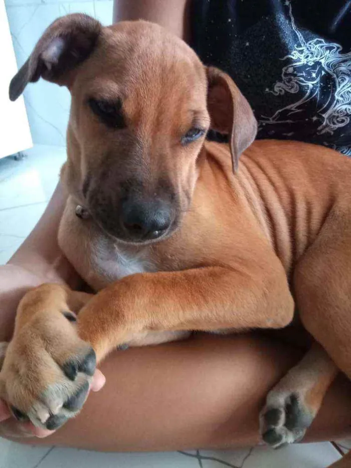 Cachorro raça Misturado com virá lata idade 2 a 6 meses nome Bela merley apolo