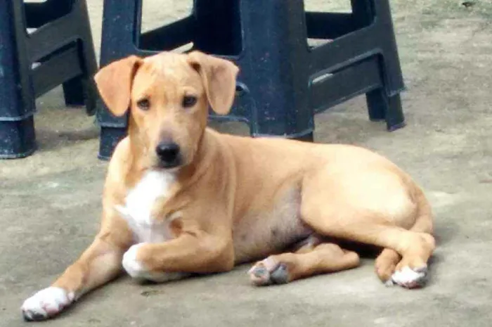 Cachorro raça Misturado com virá lata idade 2 a 6 meses nome Bela merley apolo