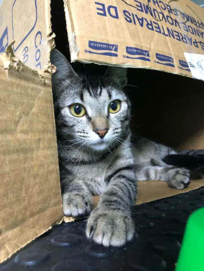 Gato ra a SRD idade 7 a 11 meses nome Shaisa