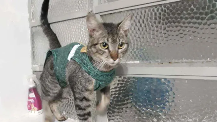 Gato ra a Srd  idade 7 a 11 meses nome Lilica