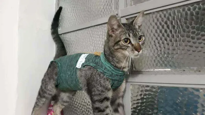 Gato ra a Srd  idade 7 a 11 meses nome Lilica
