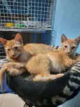 Babalu e Junior
