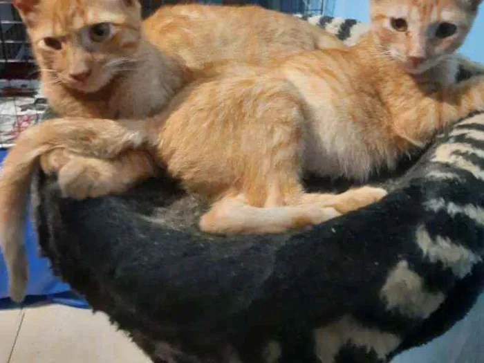 Gato ra a Srd  idade 2 a 6 meses nome Babalu e Junior