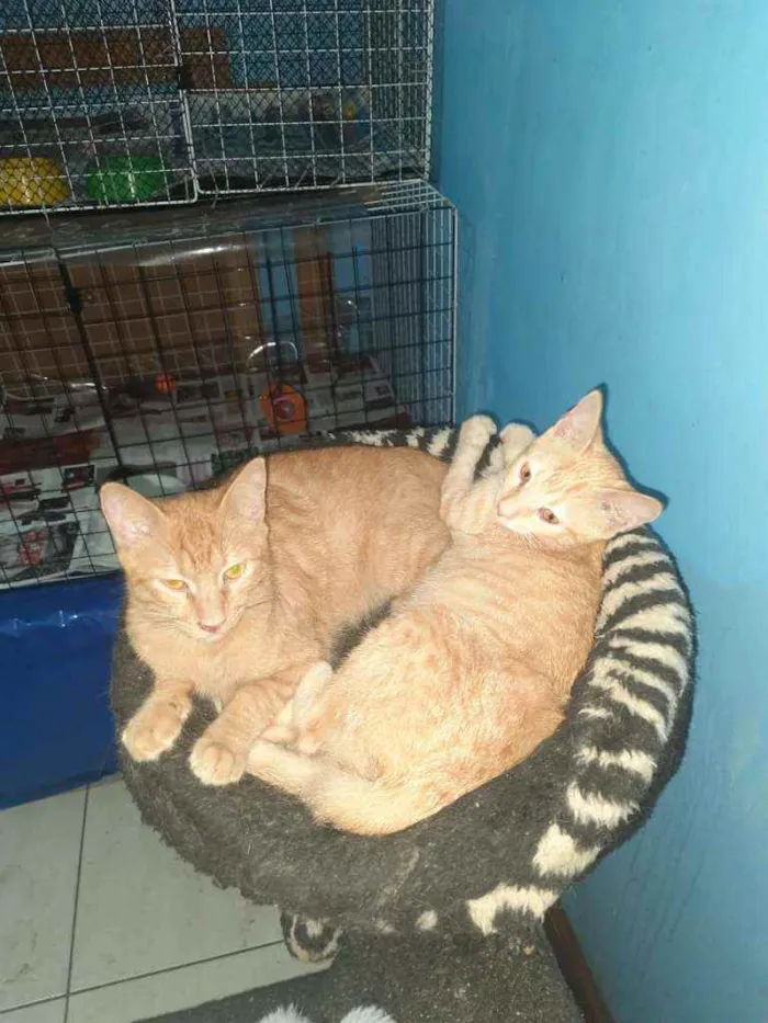 Gato ra a Srd  idade 2 a 6 meses nome Babalu e Junior