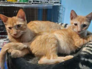 Gato raça Srd  idade 2 a 6 meses nome Babalu e Junior