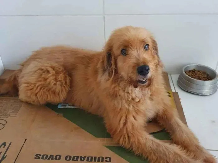 Cachorro ra a SRD idade 1 ano nome Vitória