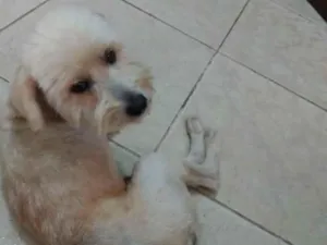 Cachorro raça Poodle idade  nome Bidu