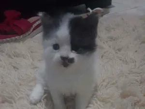 Gato raça SRD idade Abaixo de 2 meses nome Peludinho