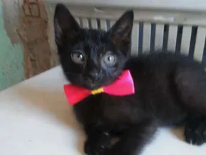 Gato raça Comum idade 2 a 6 meses nome Daminha da noite
