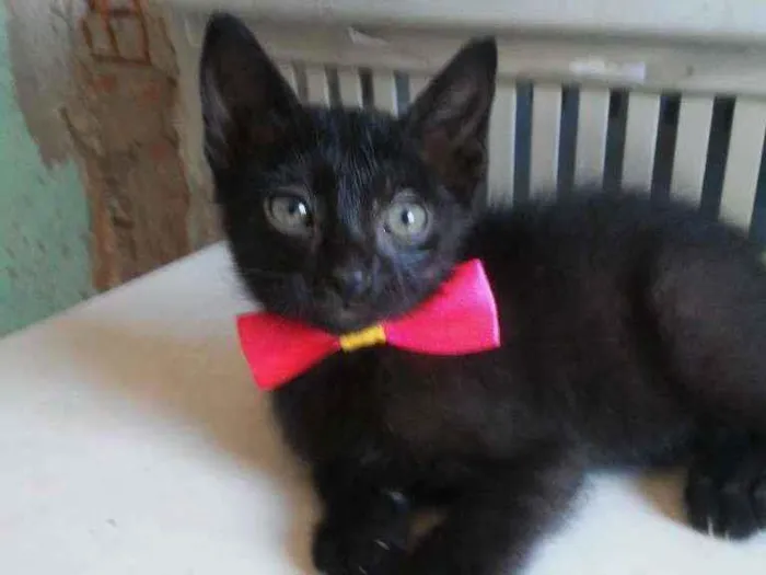 Gato ra a Comum idade 2 a 6 meses nome Daminha da noite