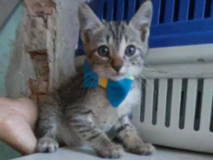 Gato raça Comum tigresa idade 2 a 6 meses nome Kiron