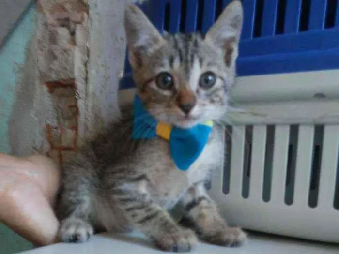 Gato ra a Comum tigresa idade 2 a 6 meses nome Kiron