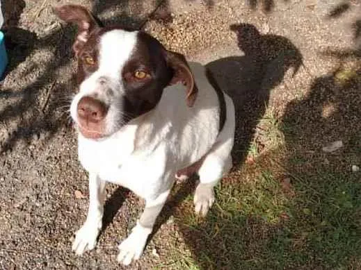 Cachorro ra a Desconhecido idade Abaixo de 2 meses nome Sem nome