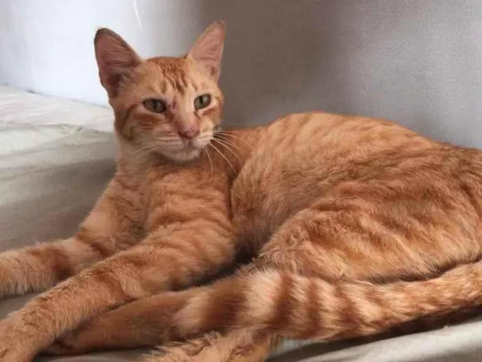 Gato raça SRD idade 1 ano nome Luther