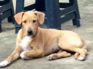 Cachorro raça Misturado com virá lata idade 2 a 6 meses nome Bela merley apolo