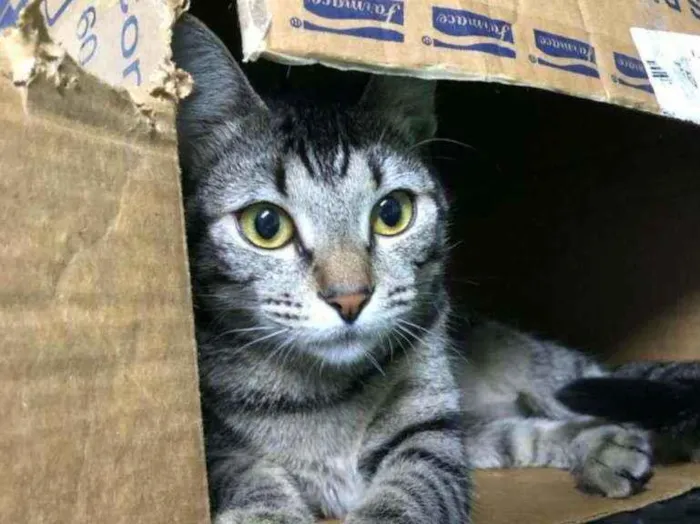Gato ra a SRD idade 7 a 11 meses nome Shaisa