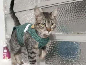 Gato raça Srd  idade 7 a 11 meses nome Lilica