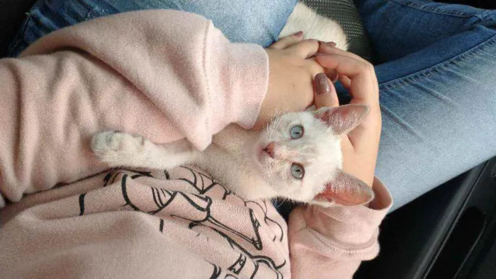 Gato ra a Sem raça definida idade 2 a 6 meses nome Mariáh