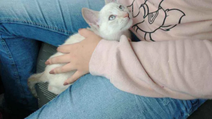 Gato ra a Sem raça definida idade 2 a 6 meses nome Mariáh