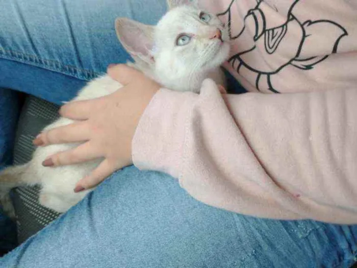 Gato ra a Sem raça definida idade 2 a 6 meses nome Mariáh