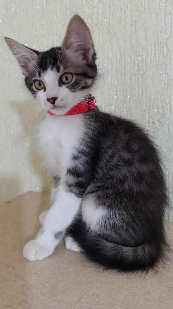 Gato raça Srd idade 2 a 6 meses nome Peter