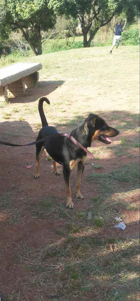Cachorro ra a Indefinida idade 1 ano nome Boby