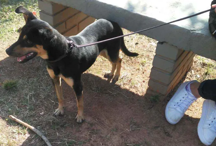 Cachorro ra a Indefinida idade 1 ano nome Boby