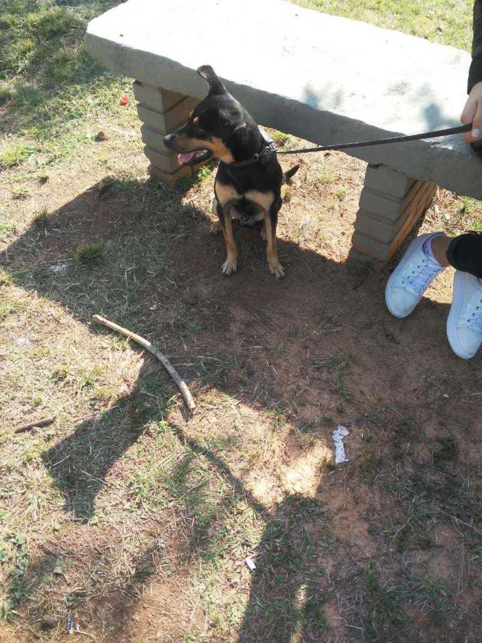 Cachorro ra a Indefinida idade 1 ano nome Boby