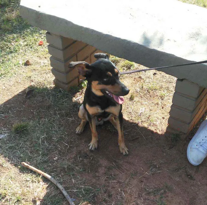 Cachorro ra a Indefinida idade 1 ano nome Boby