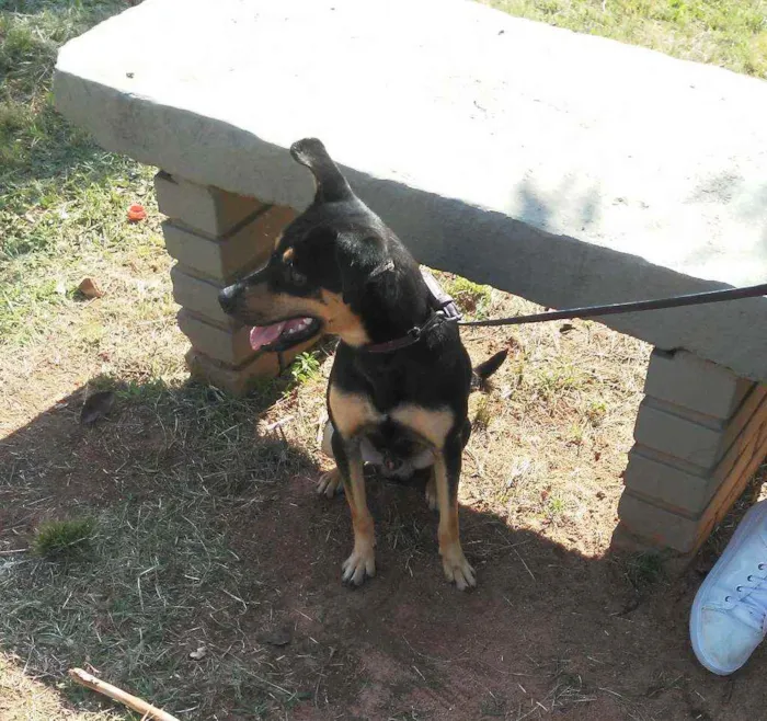 Cachorro ra a Indefinida idade 1 ano nome Boby