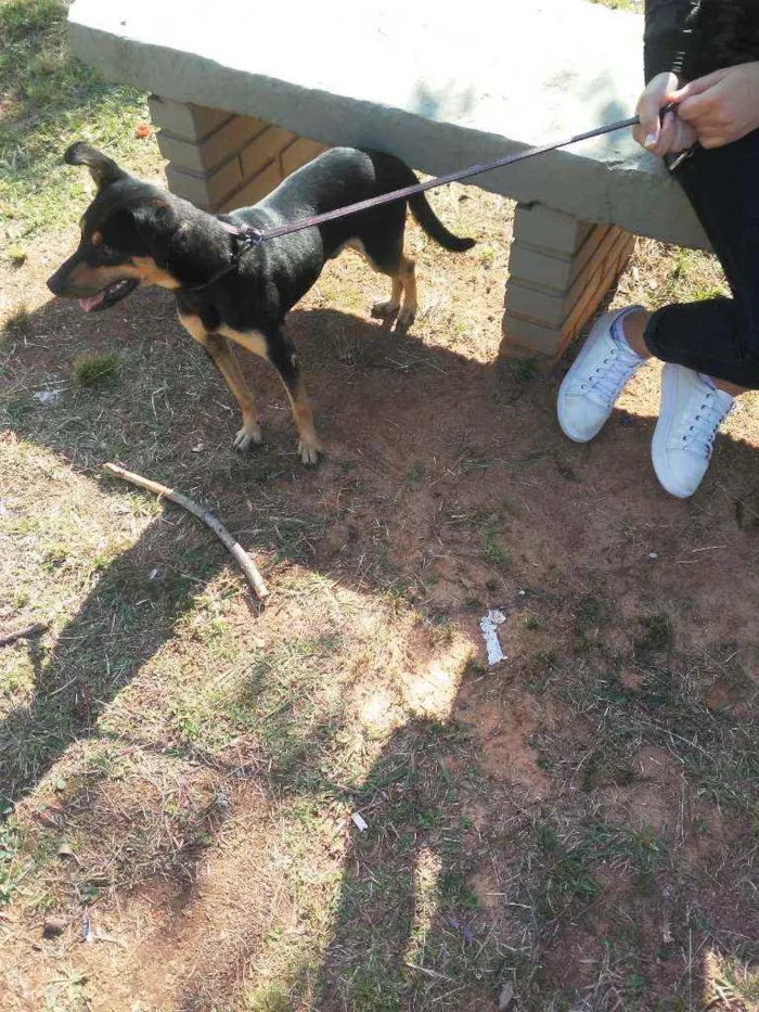 Cachorro ra a Indefinida idade 1 ano nome Boby