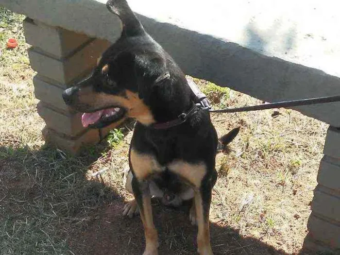 Cachorro ra a Indefinida idade 1 ano nome Boby