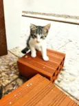 Bebê 